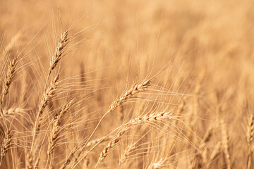 Wheat field on a sunny day. Grain farming, ears of wheat close-up. Agriculture, growing food products.
