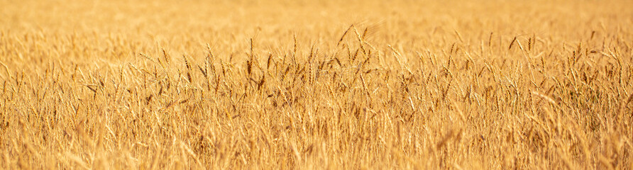 Wheat field on a sunny day. Grain farming, ears of wheat close-up. Agriculture, growing food products.