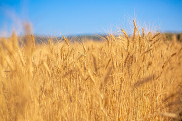 Naklejka premium Wheat field against the blue sky. Grain farming, ears of wheat close-up. Agriculture, growing food products.