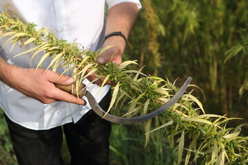 Men's hands with a sickle cut hemp sativa