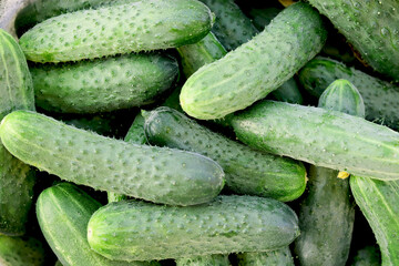 Greenhouse short-fruited cucumbers only plucked from the branch. Top view, vegetables harvest, food background, space for text