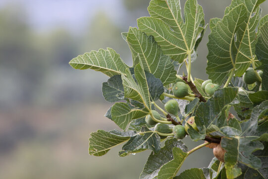 Higuera con higos y bokeh en la Albufera de Gaianes, Comunitat Valenciana, Espa&ntilde;a