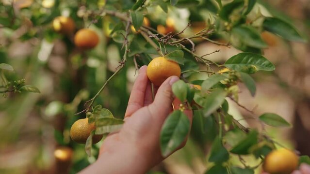 Revisando el Fruto de Mandarina