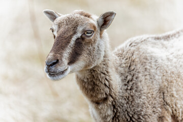 Head shot of a  small sheep with brown and white striped head - rare breed - profile view in field of yellow grass
