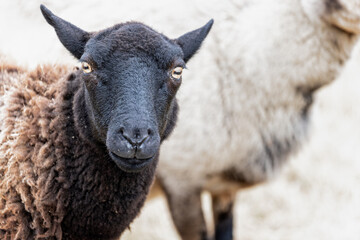 Close up of head of  a small black headed sheep rare breed - staring straight ahead in field