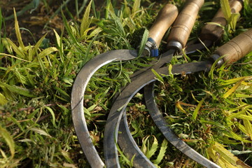 Cannabis sativa. cut cannabis sativa and sickle