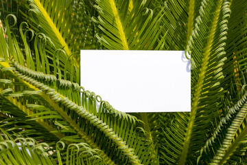 Flat card on leaves outside for web background design. White isolated background. Abstract landscape background. Happy holiday. Web banner template. Natural beauty.