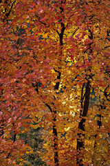 autumn leaves background