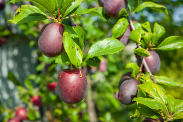 ripe plums on a tree, fruit harvest