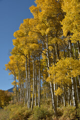 Blue Sky Golden Aspen