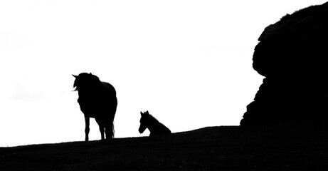 Silhouette of Dartmoor ponies in Devon, UK