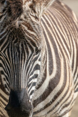 Fototapeta na wymiar Closeup of Zebras Head and Body with Selective focus
