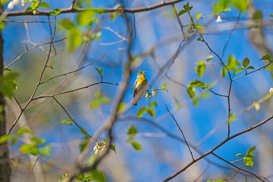 A Parula Warbler Singing for Spring