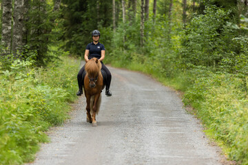 Icelandic horse with female rider on saddle. Rider wearing helmet.