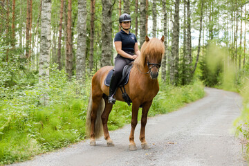 Icelandic horse with female rider on saddle. Rider wearing helmet.