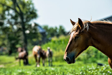 Portrait of horse with a group of horses in the background.