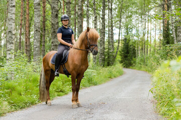 Icelandic horse with female rider on saddle. Rider wearing helmet.