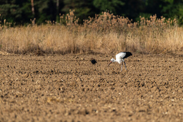 Groupe Cigogne en migration