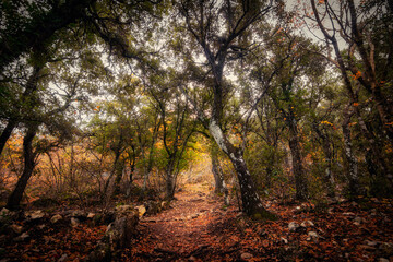 paisajes de bosque otoñal y cascadas