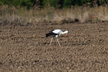 Groupe Cigogne en migration