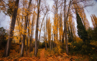 Fototapeta premium paisajes de bosque otoñal y cascadas