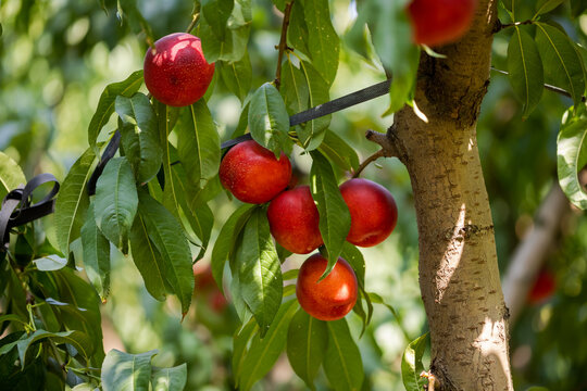 Sweet organic nectarines on tree in big garden