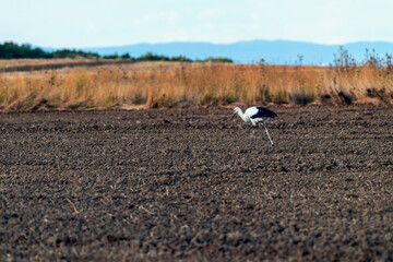 Obraz premium Groupe Cigogne en migration