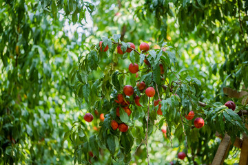 Sweet organic nectarines on tree in big garden