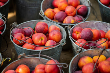 small ripe nectarines in iron bucket
