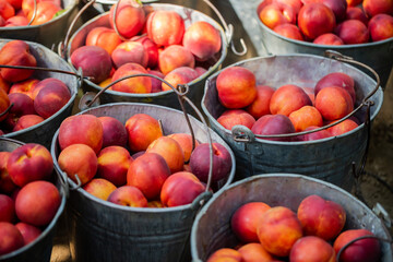 small ripe nectarines in iron bucket