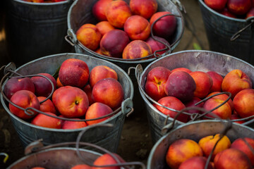 small ripe nectarines in iron bucket