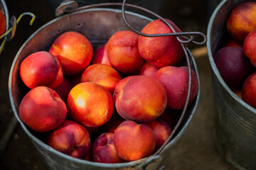 small ripe nectarines in iron bucket