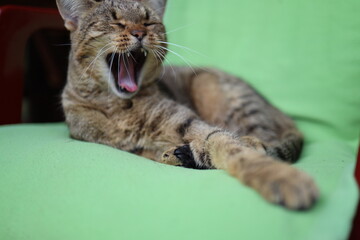 yawning tabby cat is lying on a chair