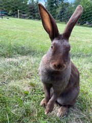 rabbit in the grass