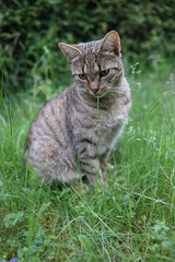tabby cat sitting in the grass, tiger cat, pet