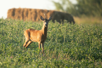 Sarna Capreolus © Robert