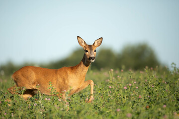 Sarna Capreolus © Robert