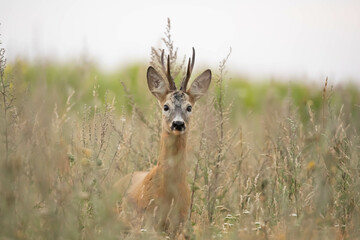 Sarna Capreolus - obrazy, fototapety, plakaty