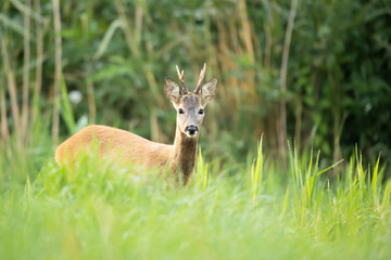 Sarna Capreolus © Robert