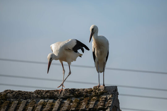 Bocian bialy Ciconia ciconia