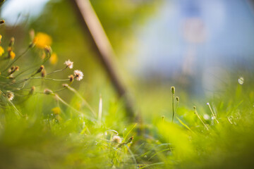 Background panorama of flowers in the yard. Beautiful natural countryside landscape with strong blurry background and copyspace