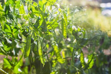 Obraz premium Peas crops planted in soil get ripe under sun. Cultivated land close up with sprout. Agriculture plant growing in bed row. Green natural food crop
