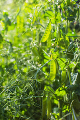 Fototapeta na wymiar Peas crops planted in soil get ripe under sun. Cultivated land close up with sprout. Agriculture plant growing in bed row. Green natural food crop