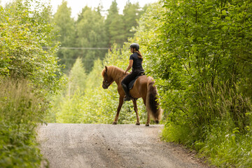 Icelandic horse with female rider on saddle. Rider wearing helmet.