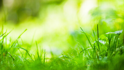 Fresh green grass in sunny summer day in park. Beautiful natural countryside landscape with blurry background