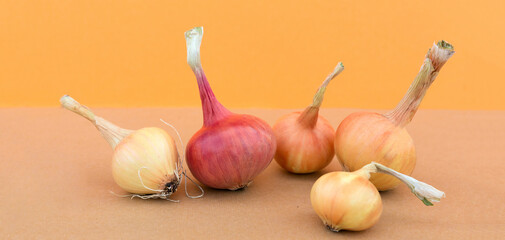 .Shallots close-up in the background. Selective focus. Banner