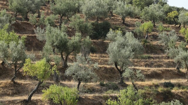 oliviers et amandiers