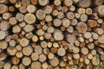 Muro de troncos cortado vistos frontalmente apilados formando una bonita foto para salvapantallas