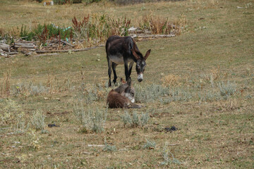Mulas, asnos y burros pastando en el campo o dehrsa