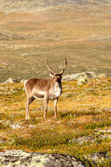 a reindeer in norway
